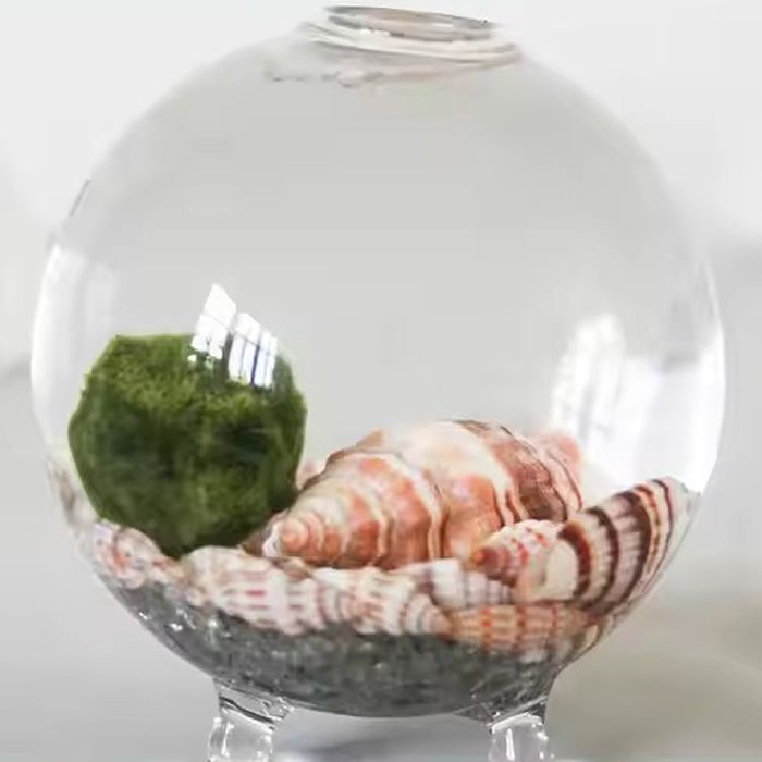 Handblown clear design glass vase mini terrarium wholesale