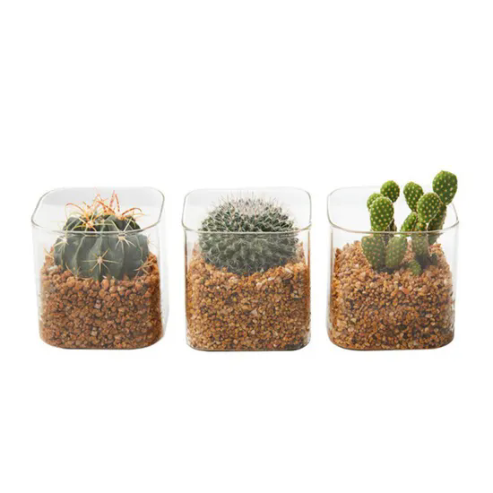 New Style Square Small Glass Vase Succulent Pot Indoor Succulent Planter Pot